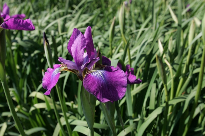 Iris Vullierens - 146